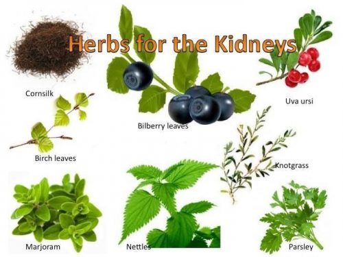 best herbs for kidneys