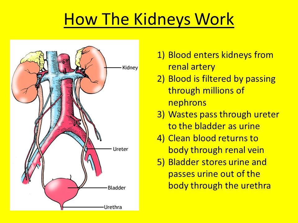 How To Cleanse Your Kidneys Herbal Remedies