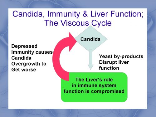 Candida and the Liver
