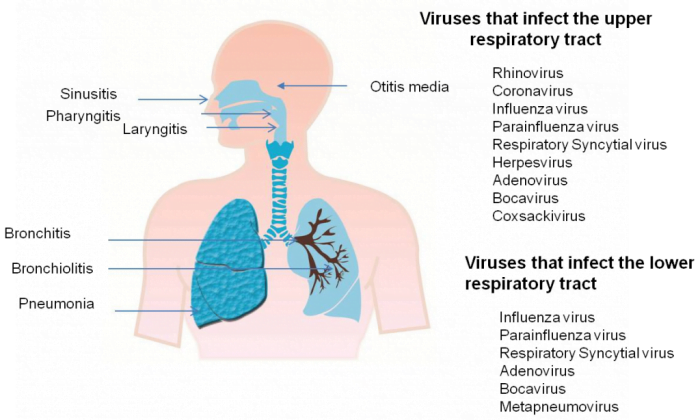 covid-19 and respiratory infections