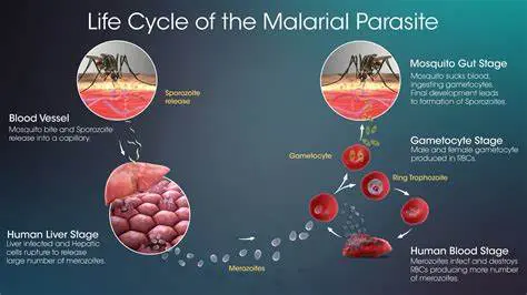 vaccine parasites