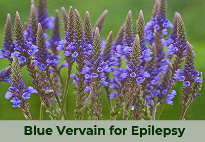 herbs for epilepsy